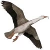 Jackites - Blue Goose "Unassembled" -Wind Play Shop jk blue goose 36976.1660757433