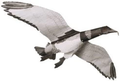 Jackites - Loon (ASSEMBLED)