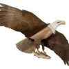 Jackites - Eagle "Assembled" -Wind Play Shop jk eagle 88160 79847.1527974532