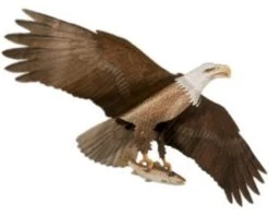 Jackites - Eagle "Assembled"