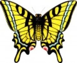 New Tech Kites- Silk Butterfly "Swallowtail" -Wind Play Shop ntk 57501 Swallowtail 06962 thumb 63544.1490390253